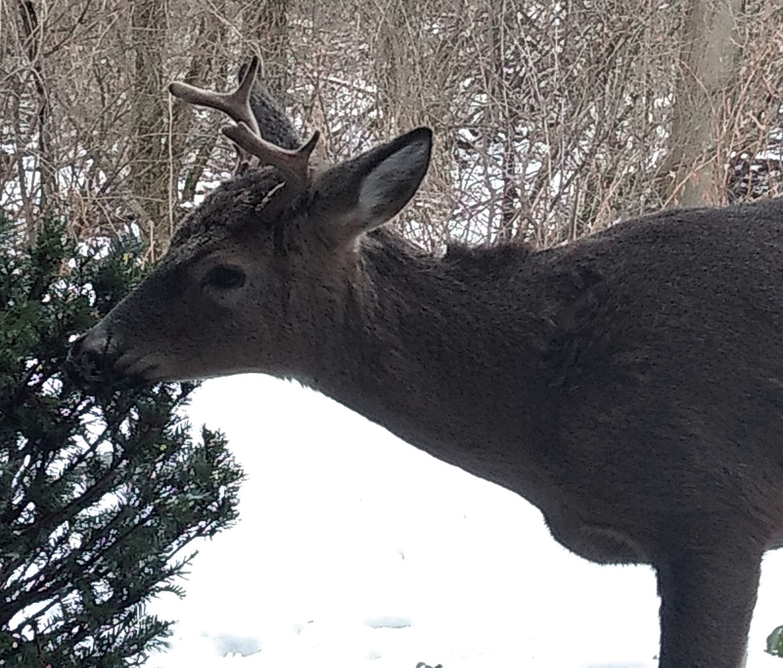 Another Como deer